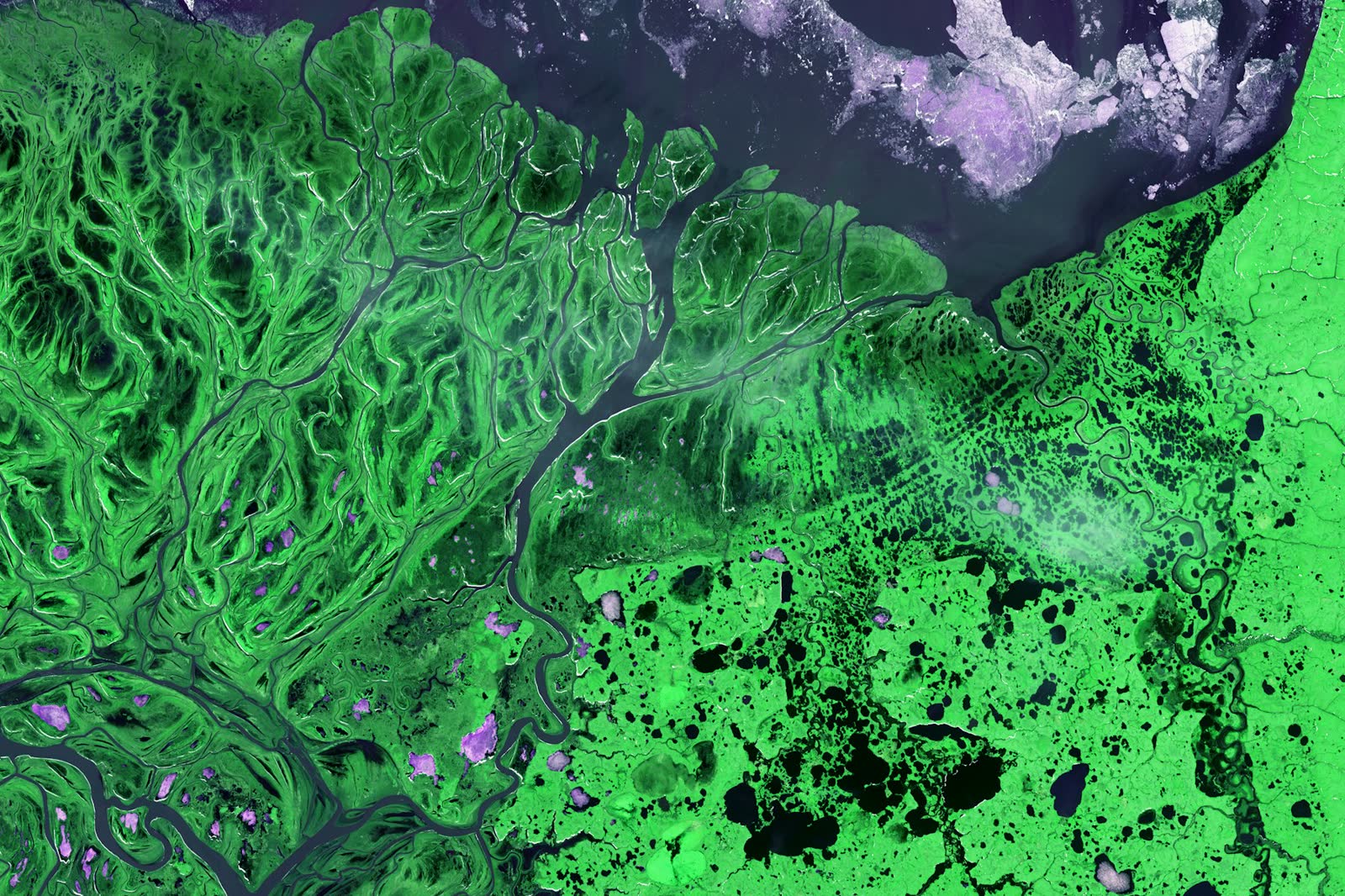 Aerial photograph of the Yukon Delta in Alaska, showing an intricate maze of small lakes and braided waterways where two rivers meet the sea.